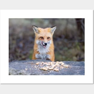 Red fox spots some peanuts Posters and Art